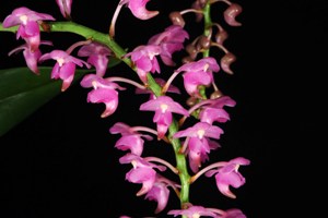 Aerides quinquebulnera var calayana Sorella Orchids AM 83 pts.